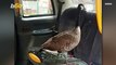 Goose On The Loose! Goose Smashes Into Backseat Of Taxi, Leaving Police Dumbfounded!