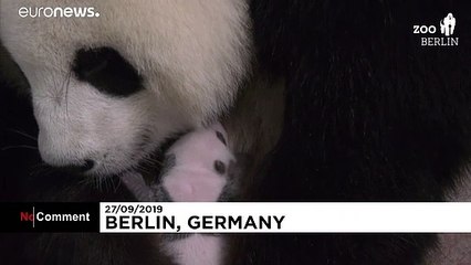 NO COMMENT | Alemania da la bienvenida a sus primeros gemelos panda