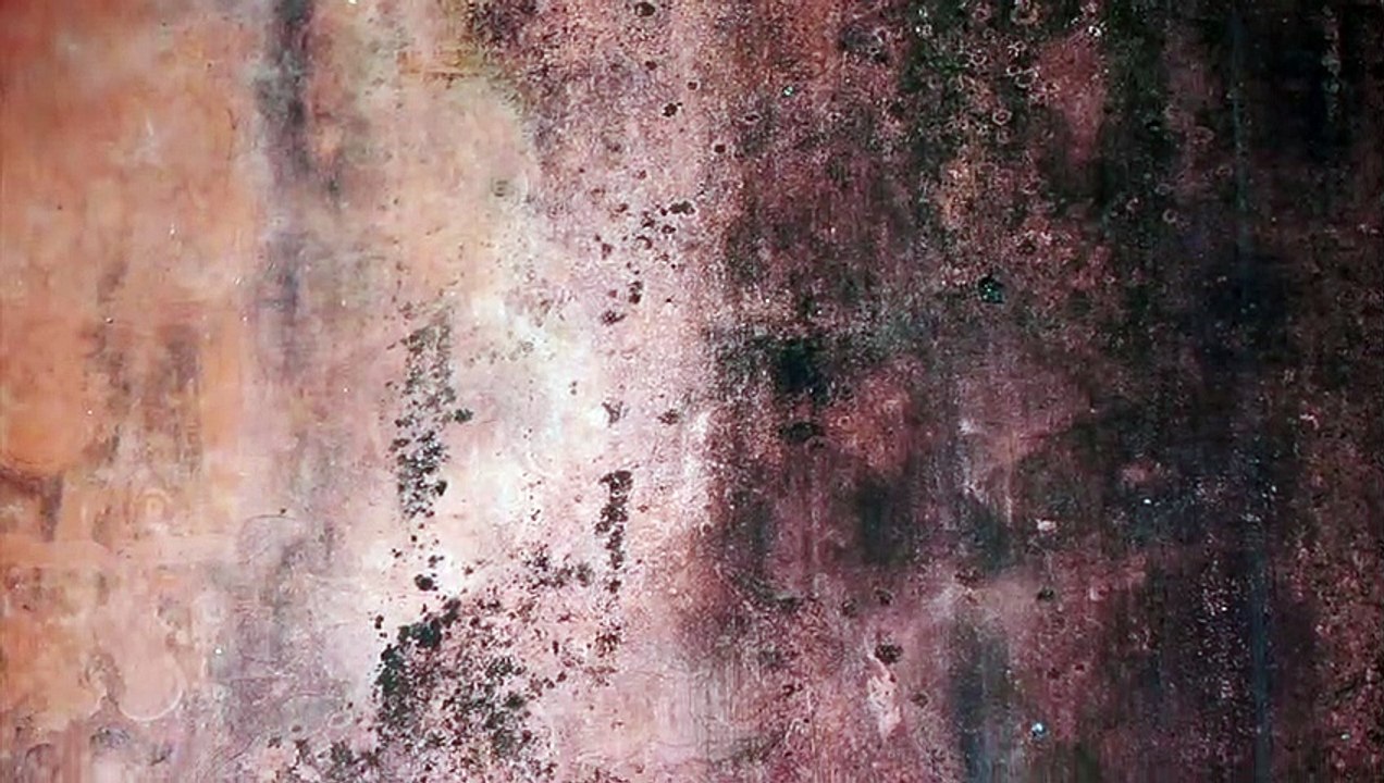 Secure Restoration | Mold Remediation Service