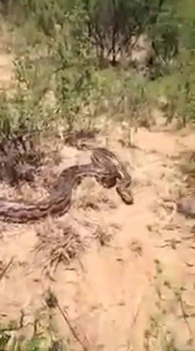 Il s'approche d'un python et évite la morsure de justesse