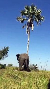 Un éléphant ça ne grimpe pas aux arbres... pas besoin