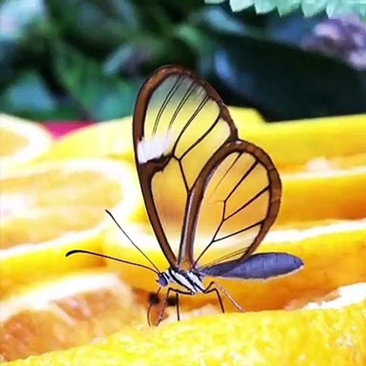 Ce papillon magnifique a les ailes transparentes