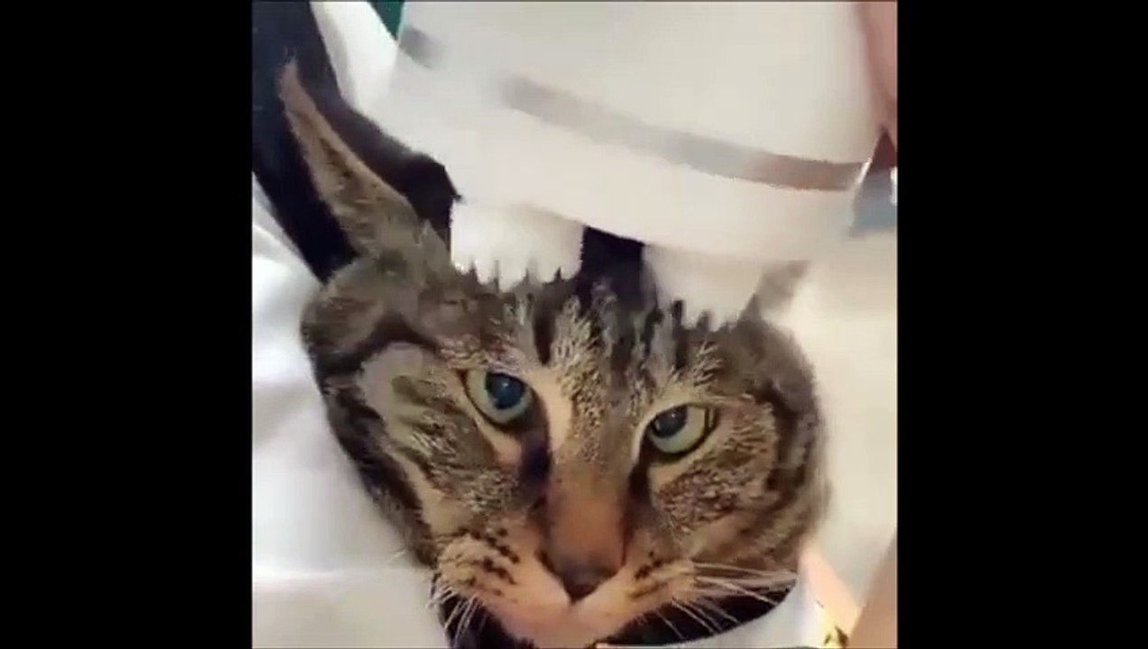 Ce chat semble apprécier son massage de la tête