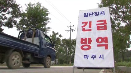 파주에서 '돼지열병' 또 확진...국내 10번째 발생 / YTN