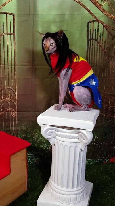 Super Hero Kitty Cat