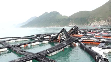 긴장감 커지는 양식장...태풍 대비책은? / YTN