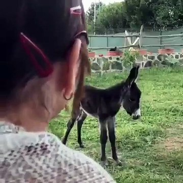 Sezen Aksu'dan sıpaya mini konser