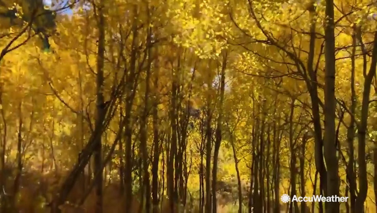 Breathtaking stroll through tunnellike fall foliage