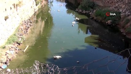 Doğal hayatı kirletmeye devam ediyoruz...Son kurban Zergan deresi ve "Kaplumbağalar"