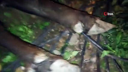 Kamyonun çarptığı mandalar telef oldu