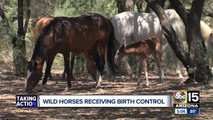 Salt River wild horses receiving birth control