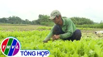 THVL | Nông thôn ngày nay: Kiến An phát triển sản xuất rau màu bền vững