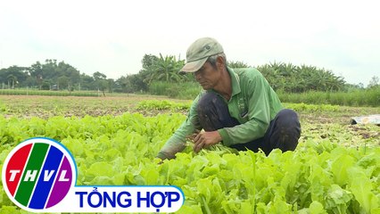 THVL | Nông thôn ngày nay: Kiến An phát triển sản xuất rau màu bền vững