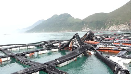 긴장감 커지는 양식장...태풍 대비책은? / YTN