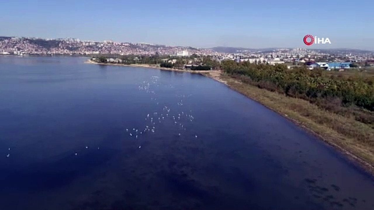 Flamingolar İzmit Körfezi'ne akın etti