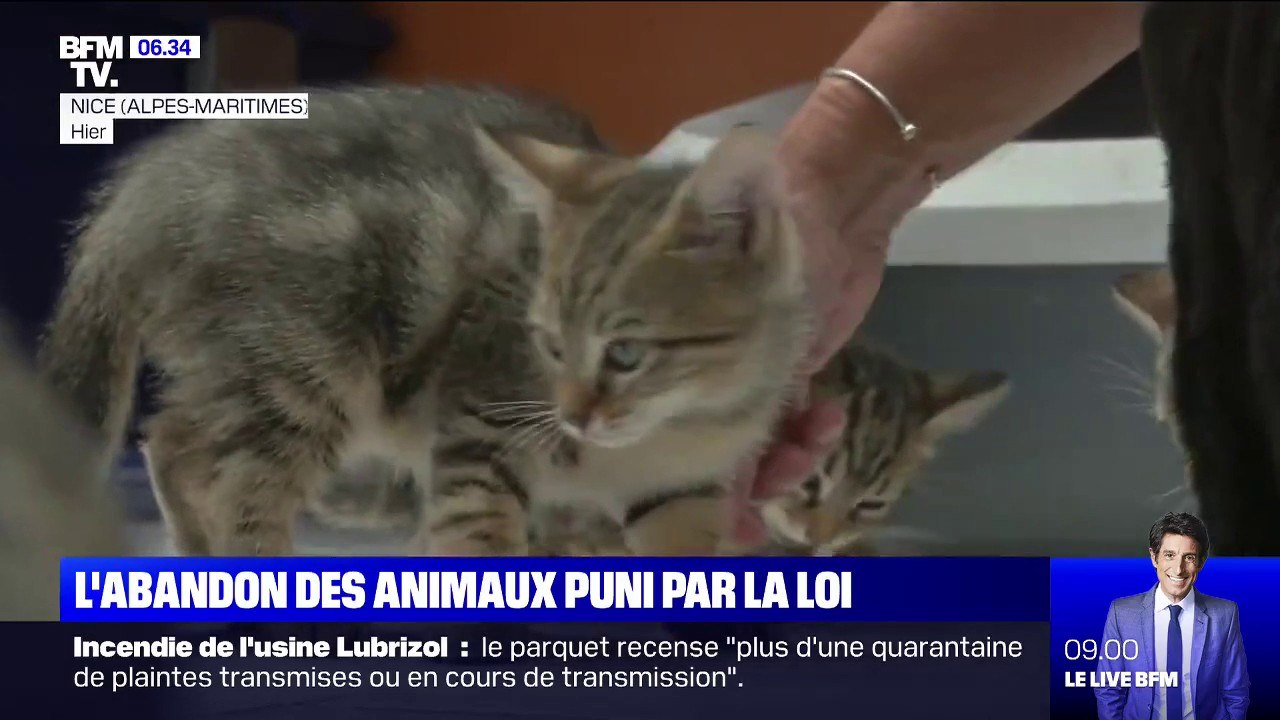 L'abandon d'animaux pourrait bientôt être puni plus sévèrement par la loi