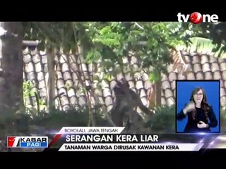 Kawanan Kera Liar Turun Gunung Rusak Tanaman Warga