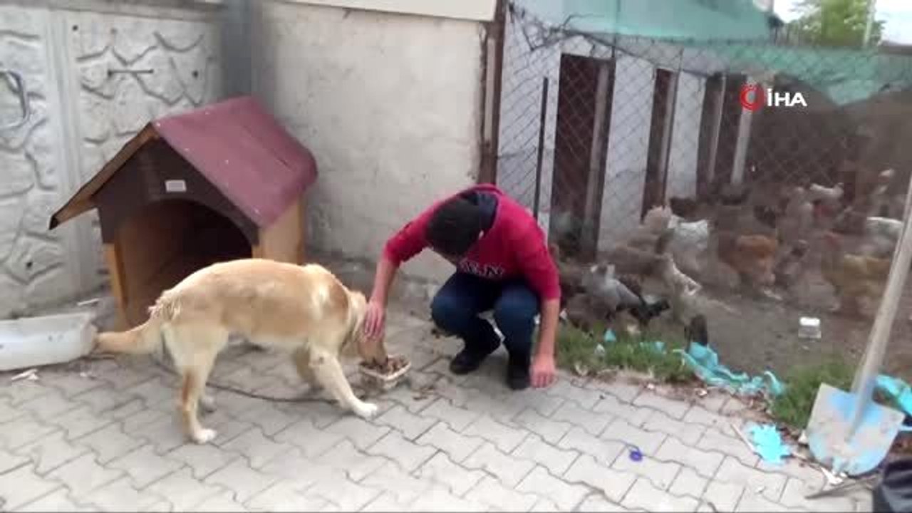 Bu okulda sadece ders değil hayvan sevgisi de öğretiliyor