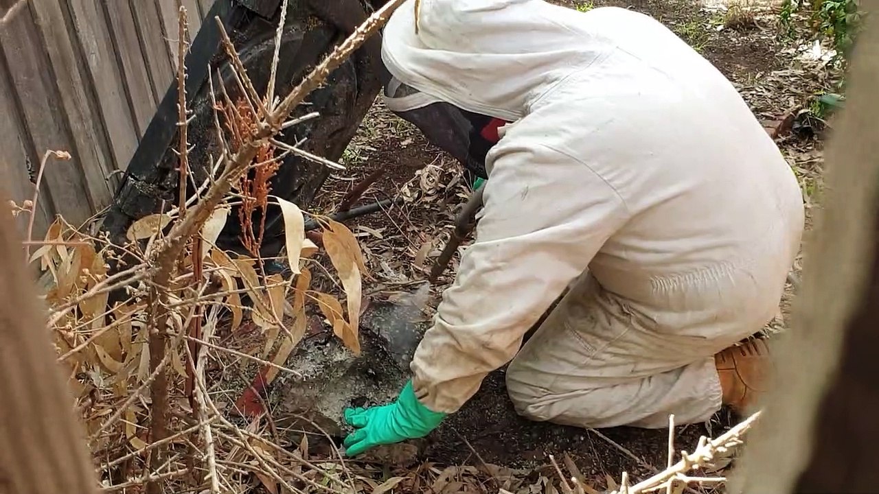 Wasp Nest Removal by Protech Pest Control in Ground