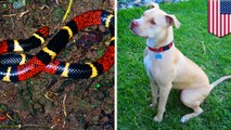 Anjing Pitbull tewas setelah selamatkan dua anak dari ular ganas - TomoNews