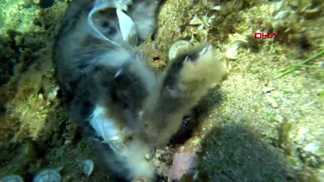 Çanakkale ahtapotu tavşan yerken görüntüledi, gözlerine inanamadı