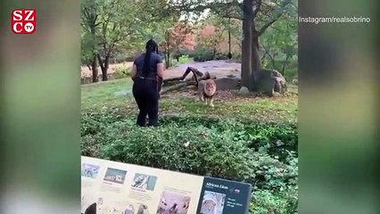Güvenlik duvarını aşıp aslan önünde dans etti