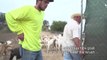 Goats help prevent wildfires in California