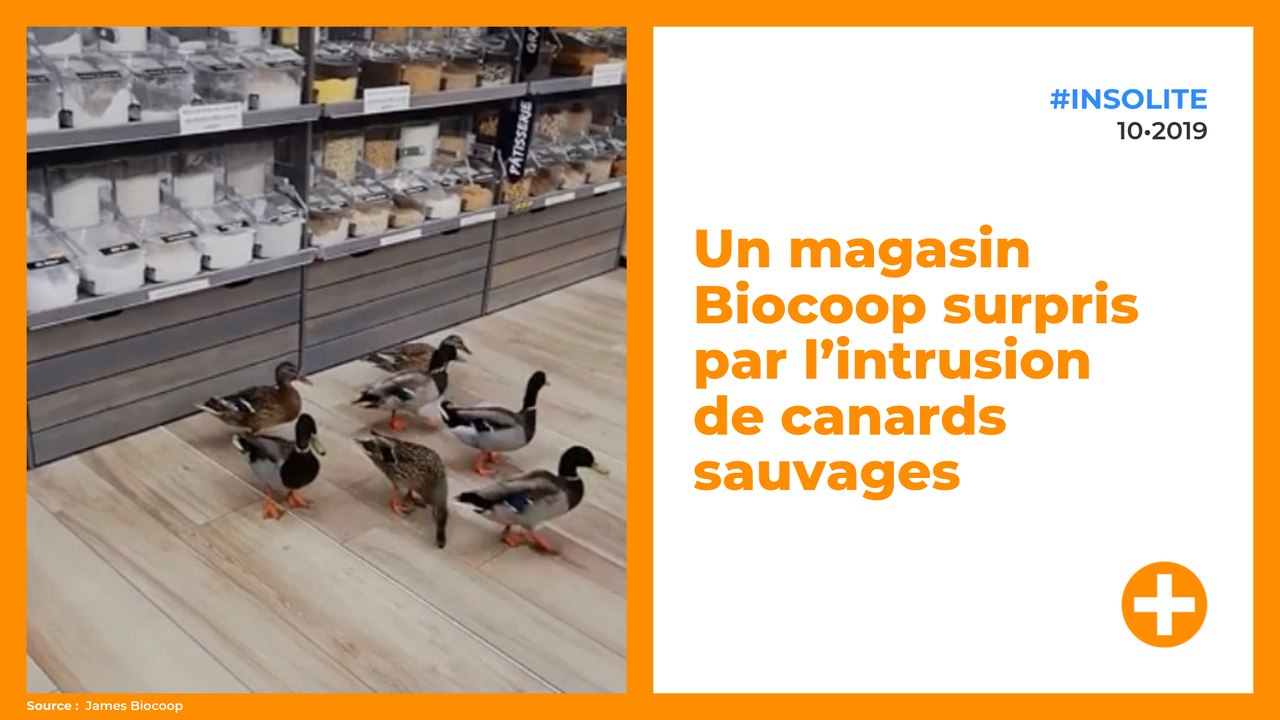 Un magasin Biocoop surpris par l’intrusion de canards sauvages