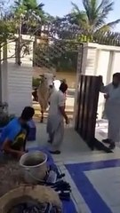 Qurbani Of Bull Part 1 | 2019 | Eid - e - Qurban