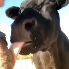 Cette vache lèche les tatouages de son maitre. oui, tout doit disparaitre