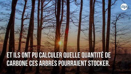 Combien d'arbres faudrait-il planter pour stopper la crise climatique ?