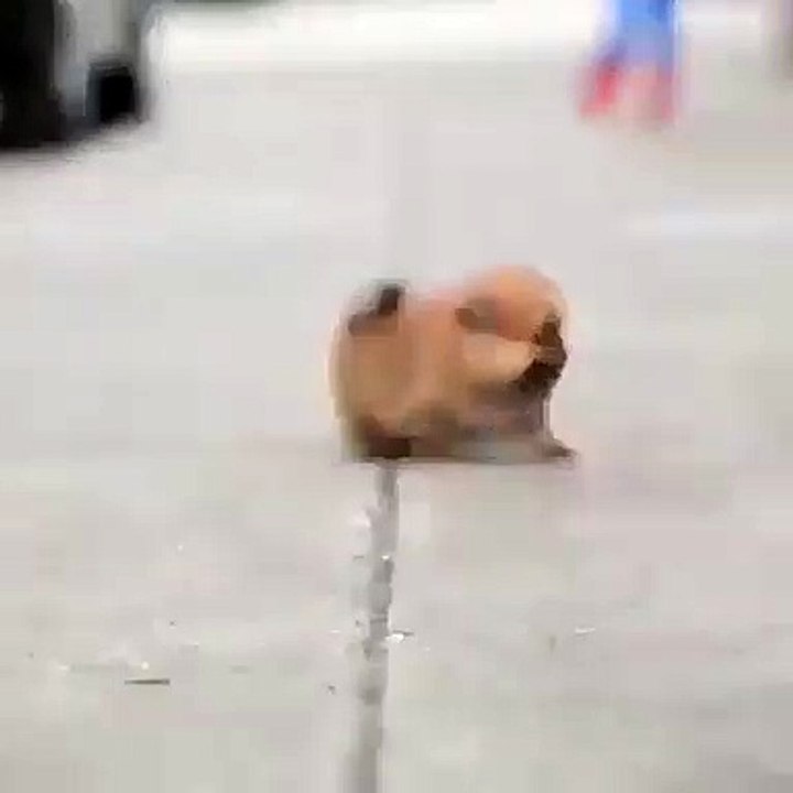 Instant cute ! Adorable boule de poils se faufile entre les jambes des passants