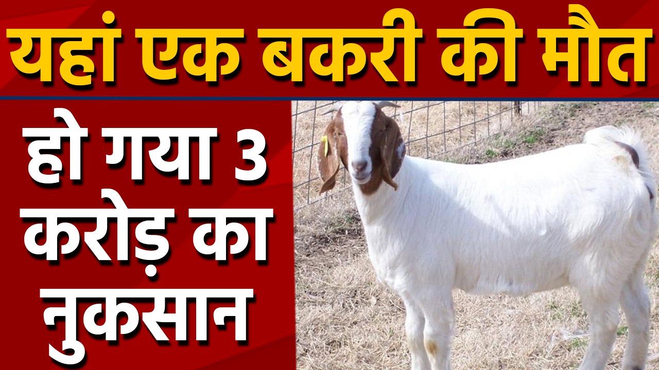 Goat की Maut एक Company पर पड़ गई भारी, कंपनी को लग गया 2.68 Crore का Loss|वनइंडिया हिंदी