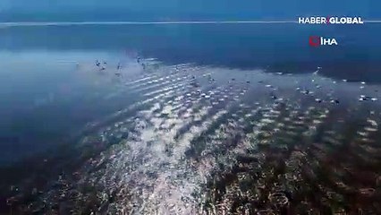 Acıgöl'ü renklendiren flamingoların büyüleyici dansı