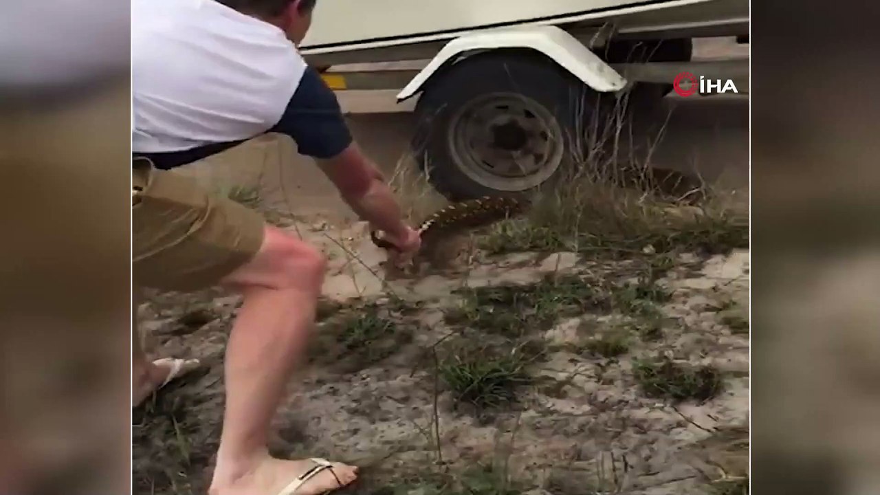 - Dev pitonun saldırısından son anda kurtuldular