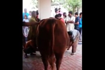 Qurbani Of Bull Part 1 | 2019 | Eid - e - Qurban