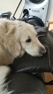 Yesterday I took otis out. And for some reason he just did not feel good. Here is just a small little update he is better now he just had upset tummy.