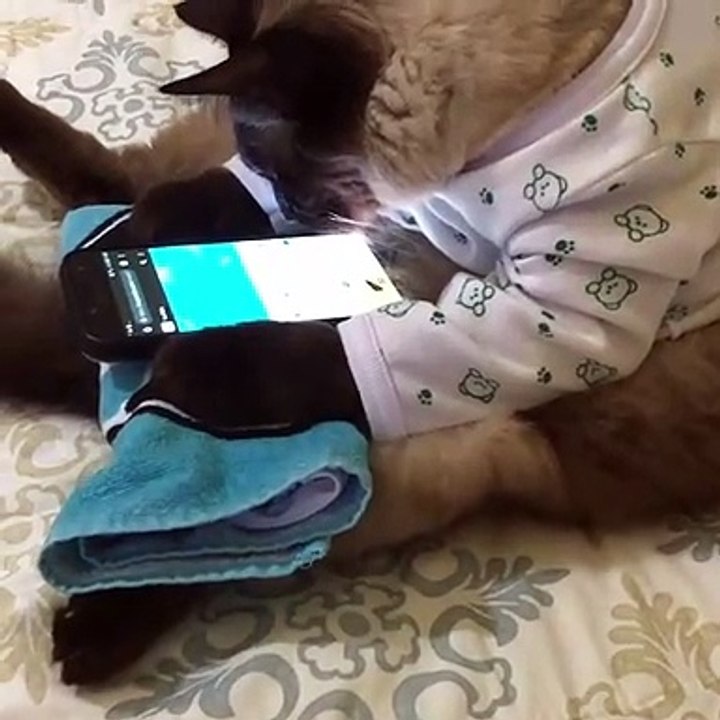 Ce chat regarde religieusement des poissons défilés sur l'écran de son smartphone comme pour dire, Si je pouvais les attraper!!!