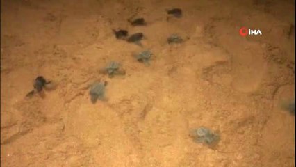 Alanya'da caretta carettalar yönünü şaşırınca vatandaşlar devreye girdi