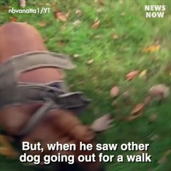 Cutest dog successfully lose his weight and he is now even cuter than before!