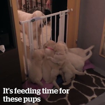 This dog knows how to discipline her puppies better than most humans!