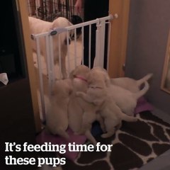 This dog knows how to discipline her puppies better than most humans!