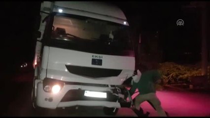 Kamyonun çarptığı mandalar telef oldu