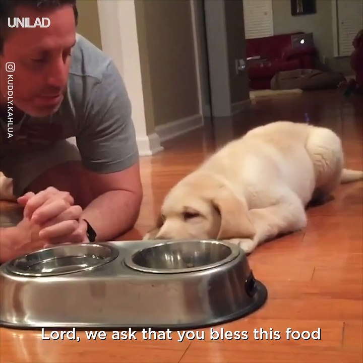 Just a good boy saying grace before dinner