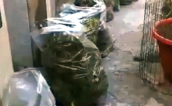 Settimo San Pietro (CA) - 257 chili di marijuana in casa: arrestato 44enne (02.10.19)