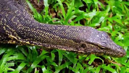 wildlife1-360p-015.mp4