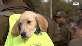 Cachorros acaparan todas las miradas en un desfile militar en Chile