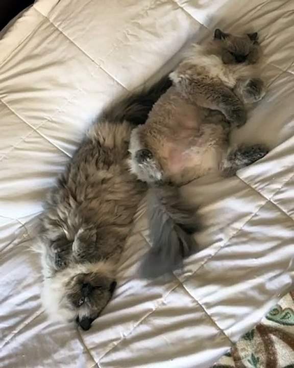 Il était une fois une vie de Pacha !  Moment de détente et de tendresse entre un couple de chats...