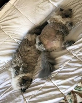 Il était une fois une vie de Pacha ! Moment de détente et de tendresse entre un couple de chats...