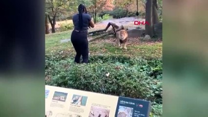 Aslanların yaşadığı alana girip, dikkatlerini çekmeye çalıştı